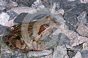 Rana temporaria, common frog