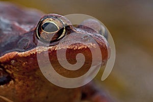 Rana temporaria, common frog . deep red variant