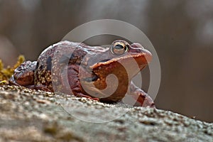 Rana temporaria, common frog . deep red variant