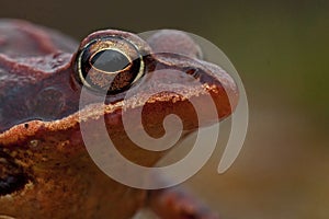 Rana temporaria, common frog . deep red variant