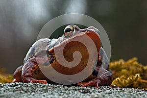 Rana temporaria, common frog . deep red variant