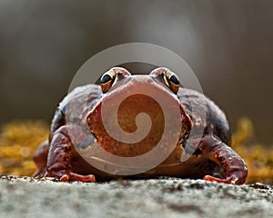 Rana temporaria, common frog . deep red variant