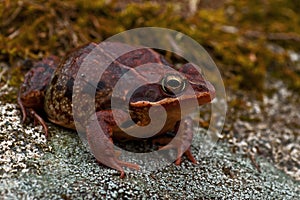 Rana temporaria, common frog ....deep red variant