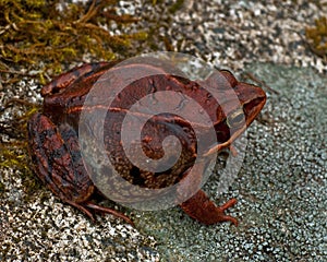 Rana temporaria, common frog ....deep red variant