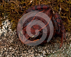 Rana temporaria, common frog ....deep red variant