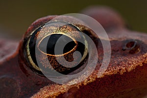 Rana temporaria, common frog ....deep red variant photo