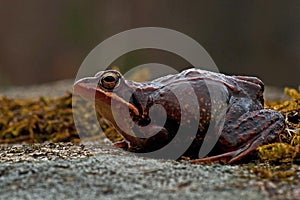 Rana temporaria, common frog . deep red variant