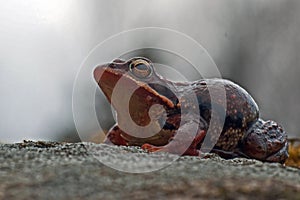 Rana temporaria, common frog . deep red variant