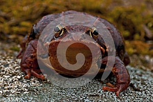 Rana temporaria, common frog . deep red variant