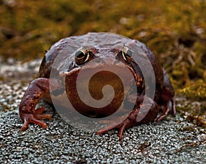 Rana temporaria, common frog . deep red variant