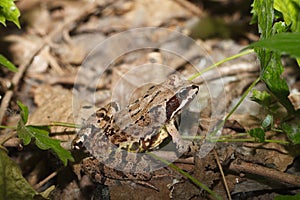 Rana temporaria frog closeup on the ground.