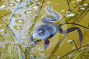 Rana temporaria in the water