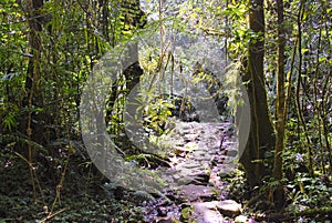 Ranamafana rainforest - Madagascar