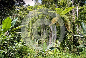 Ranamafana rainforest - Madagascar