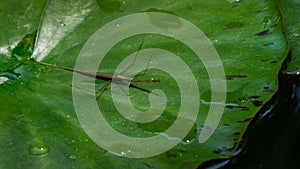Ranatra linearis - Water Stick Insect sits on the green wet leaf of water lily. Close-up of Ranatra linearis - aquatic bug from N