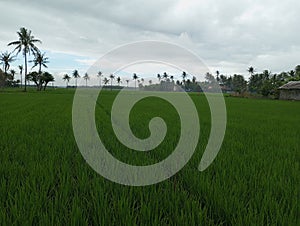 Ranca bango Rice field