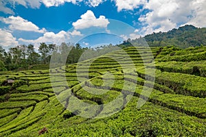 Rancabali Tea Plantation near Bandung in West Java, Indonesia