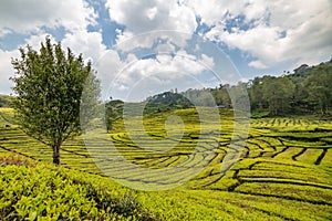 Rancabali Tea Plantation near Bandung in West Java, Indonesia