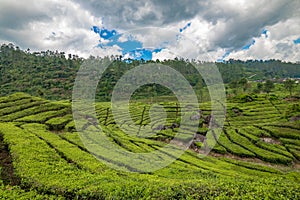 Rancabali Tea Plantation near Bandung in West Java, Indonesia