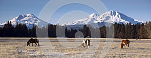 Ranch Animals at the Base of Three Sisters Mountains Oregon