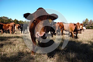 Ranch Cattle Staring and Cow Herd in a Field