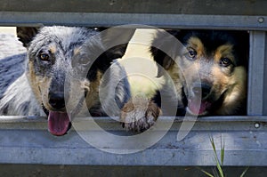 Ranch Dog Puppies at Corral Gate