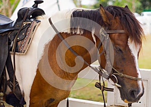 Ranch and horse brown and white color animal in the farm