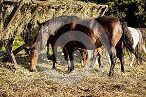 Ranch horses. Thoroughbred horses grazing at sunset in a field