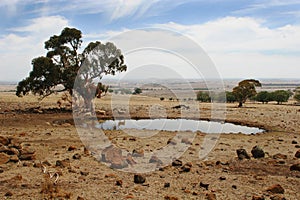 Ranch Landscape Southern Australia
