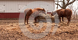 Ranch Paddock Feed Circle Livestock Horses Feeding Stray Hay