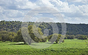 Ranch pasture in the Texas Hill Country on a sunny afternoon