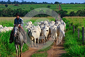 Rancher driving herd of white cattle in Brazil