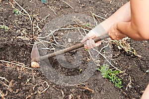 Rancher harvesting potato in the vegetable garden