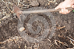 Rancher harvesting potato in the vegetable garden