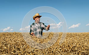 The rancher inspects the ears of wheat. Farmer checking wheat before harvest