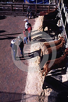 Ranchers with cattle - Live stock show