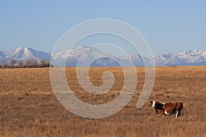 Ranching in the mountains