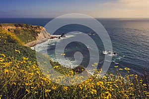 Rancho Palos Verdes Super Bloom