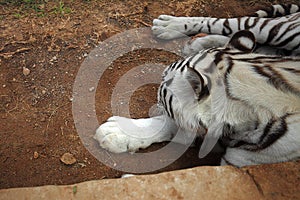 Rancho texas zoo, Lanzarote, Canary Islands. white tiger