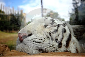 Rancho texas zoo, Lanzarote, Canary Islands. white tiger closeup