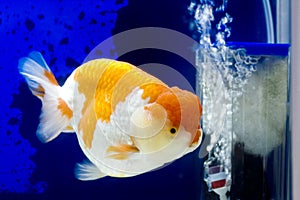 Ranchu Lion Head in Fish tank