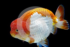Ranchu Lion Head goldfish in fish tank photo