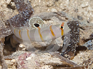 Randall's prawn-goby