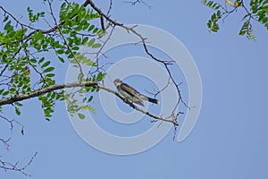 Randalls Island, New York, USA: The Eastern Kingbird