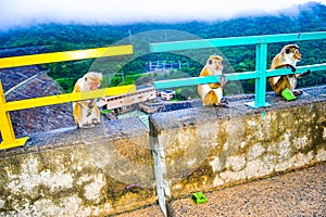 Randenigala photo