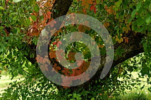 Apple tree changing colors