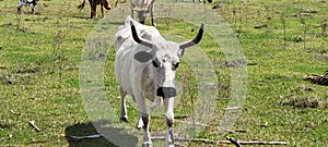 Random cattle at the Babcock ranch eco tour