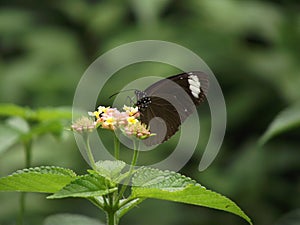 Random macro shot of a butterfly on a flower