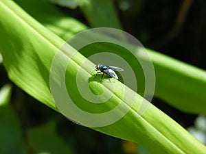 Random macro shot of a fly..