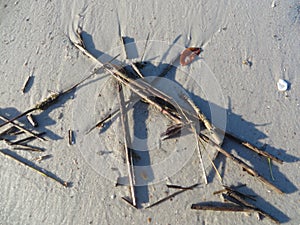 Random pattern of reeds and natural objects on Florida beach.